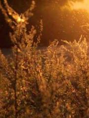 Transmigration: Feel