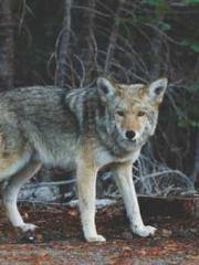 lt;lt;The Heavenly D