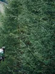 Mr. Shen, overdue an