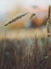 lt;Marry at first si