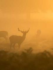 Becoming a solitary 